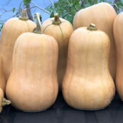 SEMENCE : COURGE PONCA BABY BUTTERNUT