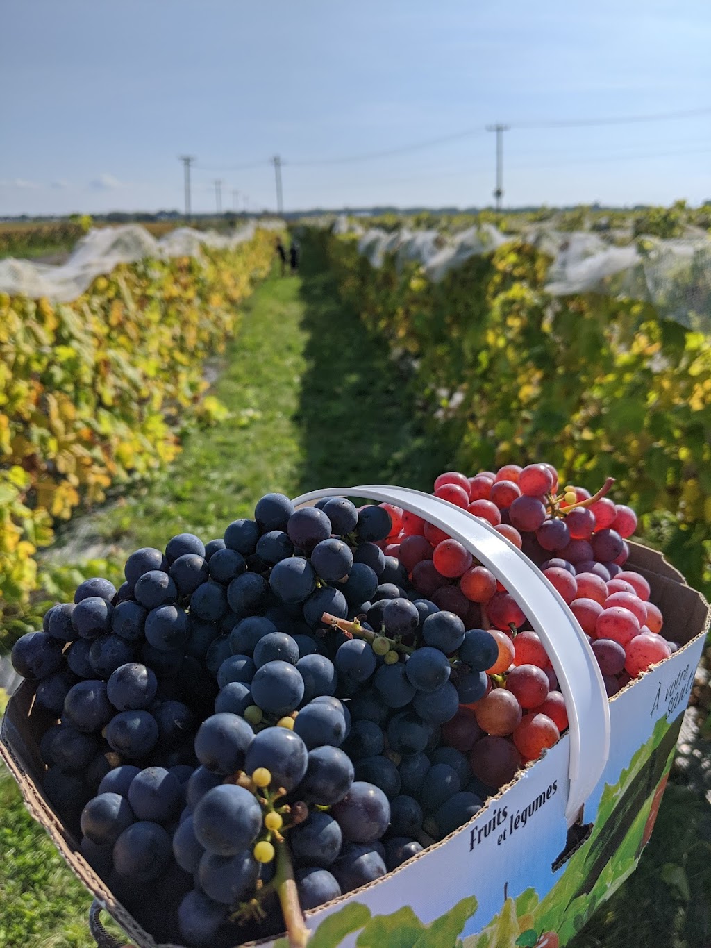 RAISIN ROUGE SOMERSET BIO SANS PÉPINS