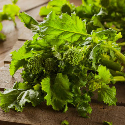 SEMENCE : RAPINI SPRING RAAB