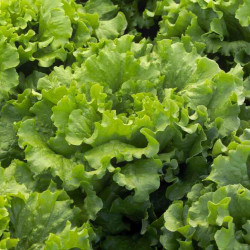 LAITUE VERTE BIO