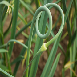FLEUR D'AIL BIO