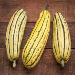 COURGE DELICATA BIO