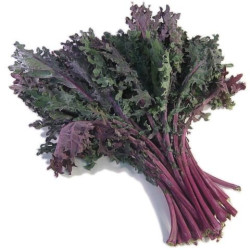 KALE FRISÉ MAUVE BIO