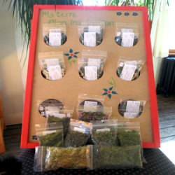 HERBES: ANETH ET POIVRE NOIR