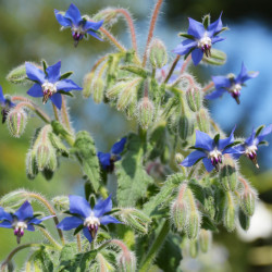 SEMENCE : BOURRACHE OFFICINALE